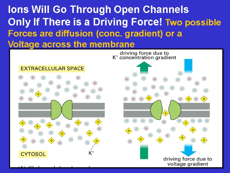 Ions Will Go Through Open Channels Only If There is a Driving Force! Two